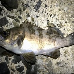 数釣りメバリング