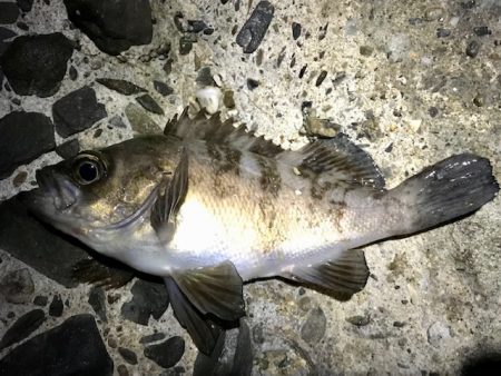 数釣りメバリング