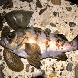 フロートメバリング