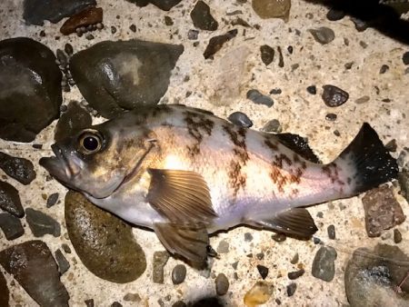 フロートメバリング