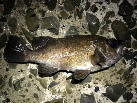 フロートメバリング