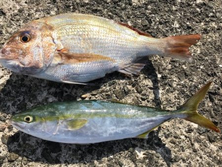 色々やって、鯛とハマチ