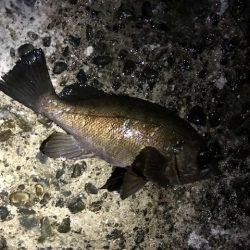 ジグ単メバリング