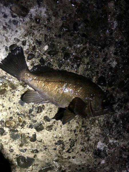 ジグ単メバリング