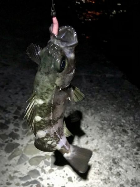 ジグ単メバリング