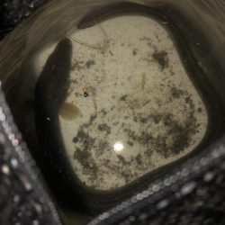 コウモリアタック