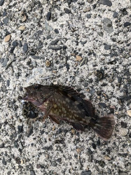 夕マヅメ アジング