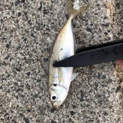 朝マヅメアジング