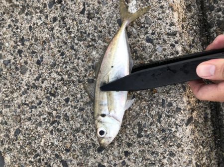 朝マヅメアジング