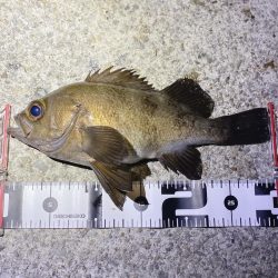 ついに出た!ショアで尺メバル!