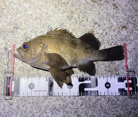 ついに出た!ショアで尺メバル!