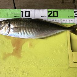 初めての朝マズメ