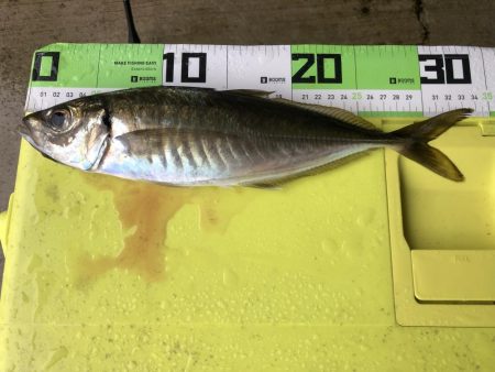 初めての朝マズメ