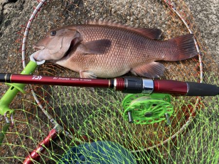 チヌ33cm、外道にコブダイ40cm