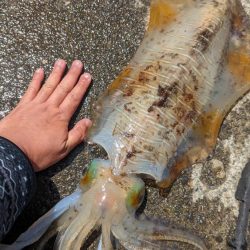 春イカリベンジ