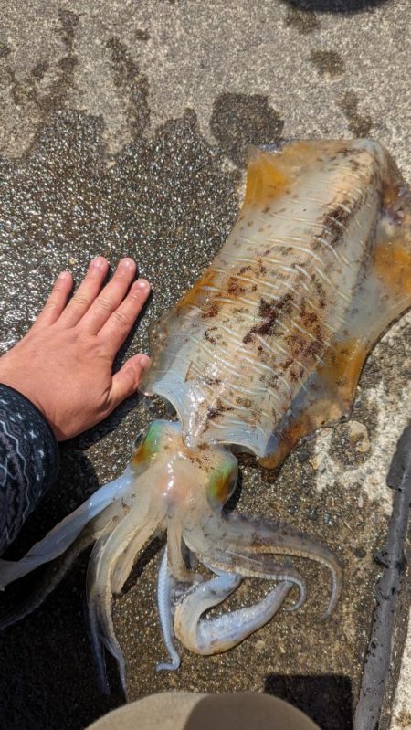 春イカリベンジ