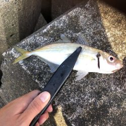 アジング　サバ高活性