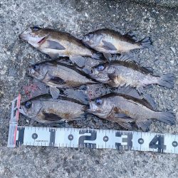 過去最高の釣果&自己記録更新