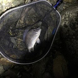 チヌハンターパート3