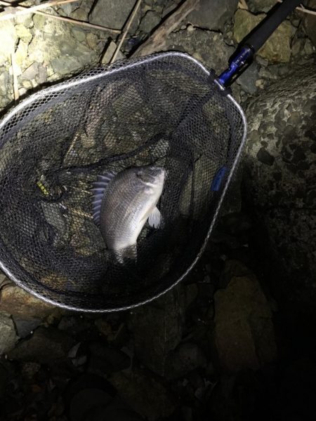 チヌハンターパート3