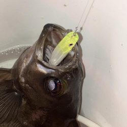 プラグでメバリング