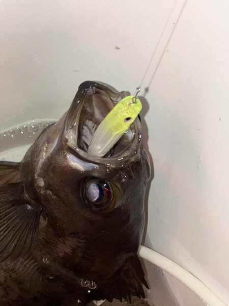 プラグでメバリング