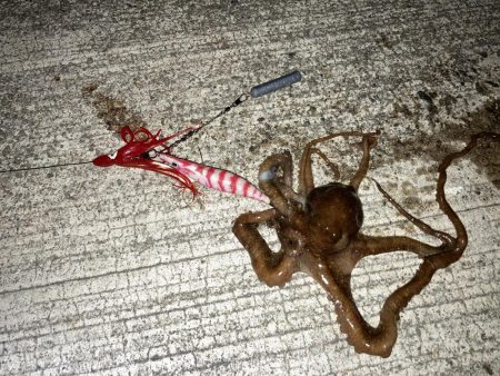 【タコング】三連発