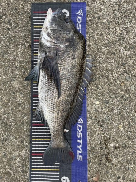 イチノ兄弟、釣果！