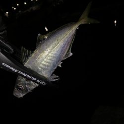 アジングと不意の大物