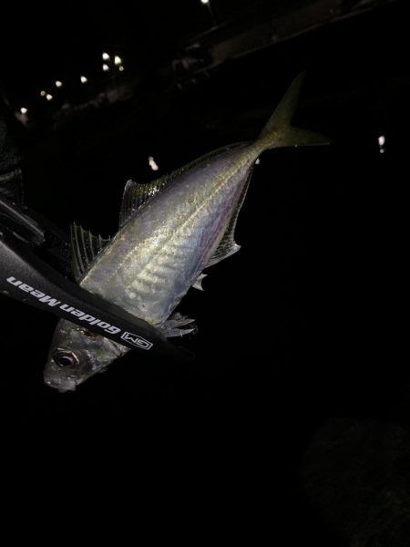 アジングと不意の大物