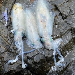 ティップエギングで春イカ