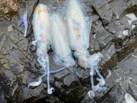 ティップエギングで春イカ