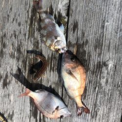 イカダの団子釣り