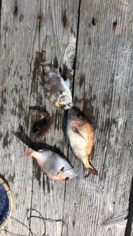 イカダの団子釣り