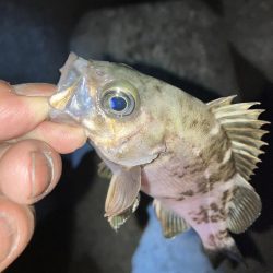 アジを探してメバリング