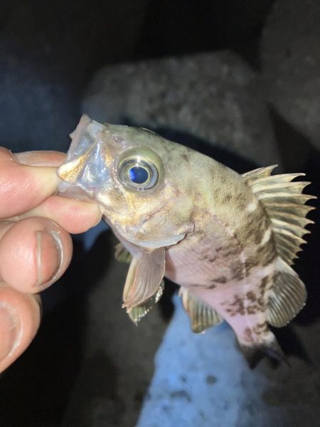 アジを探してメバリング