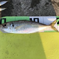 渋かった朝マズメ