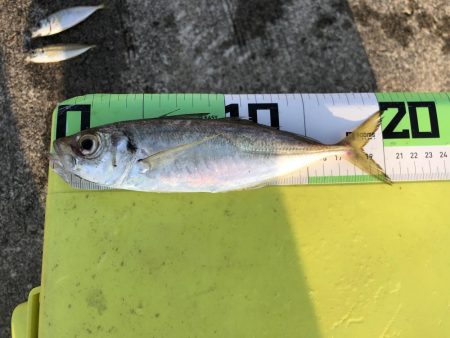 渋かった朝マズメ