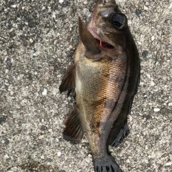 3年ぶりのメバル