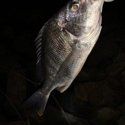 チヌハンターパート4