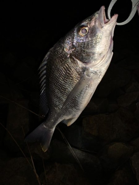 チヌハンターパート4