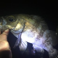 たかたかの釣り日記