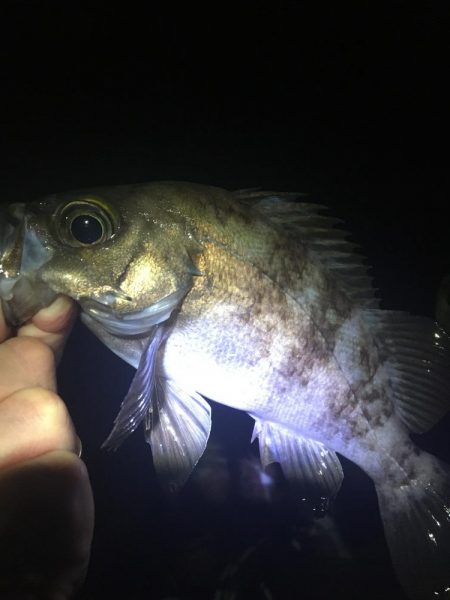 たかたかの釣り日記