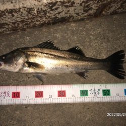 バチ抜けシーバス