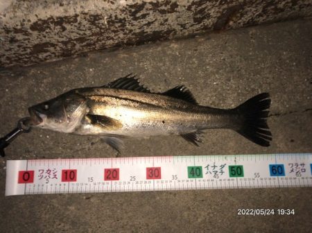 バチ抜けシーバス