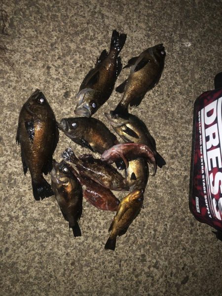 いつも時合いは突然にw。