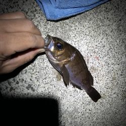 ややシブ、2022年5月メバリング釣果