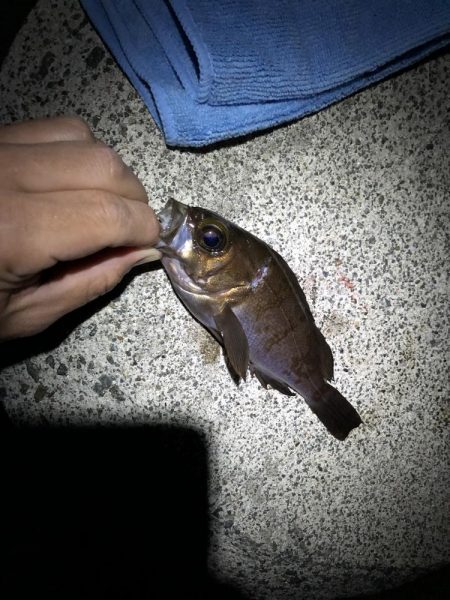 ややシブ、2022年5月メバリング釣果