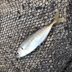 ユウマヅメ　アジング