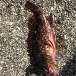 久しぶりの平磯